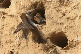 <p>BŘEHULE ŘÍČNÍ (Riparia riparia) - jižní Morava ---- /European sand martin - Uferschwalbe/</p>